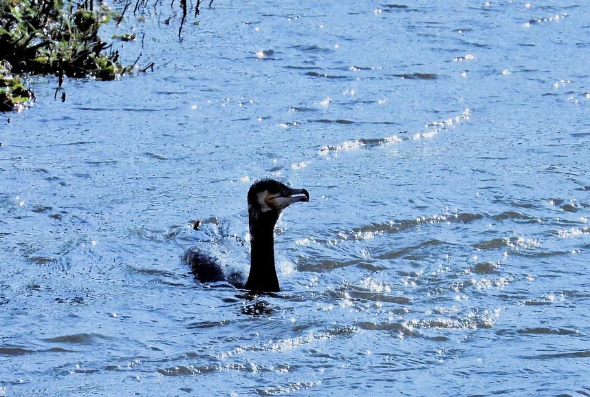Ausfl&uuml;ge am Kiesschacht