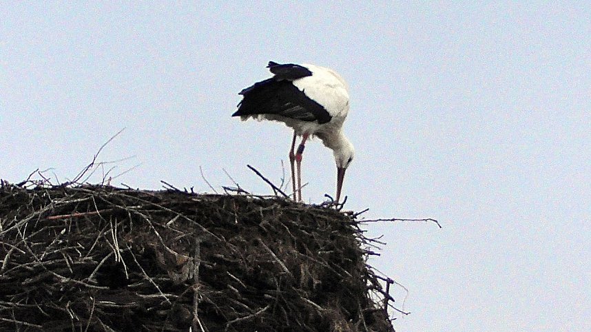 Erster Storch in der Goldenen Aue 