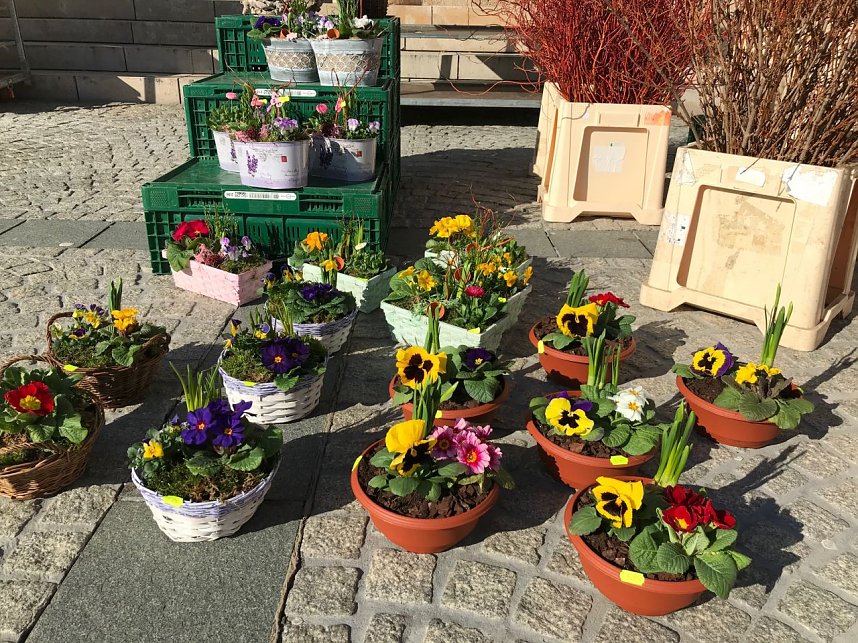 Fr&uuml;hbl&uuml;her auf dem Wochenmarkt in Sondershausen