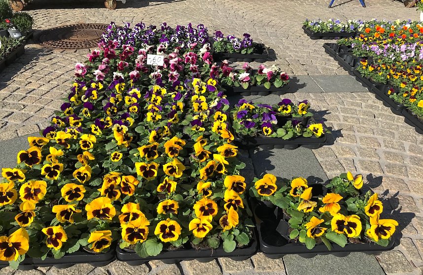 Fr&uuml;hbl&uuml;her auf dem Wochenmarkt in Sondershausen