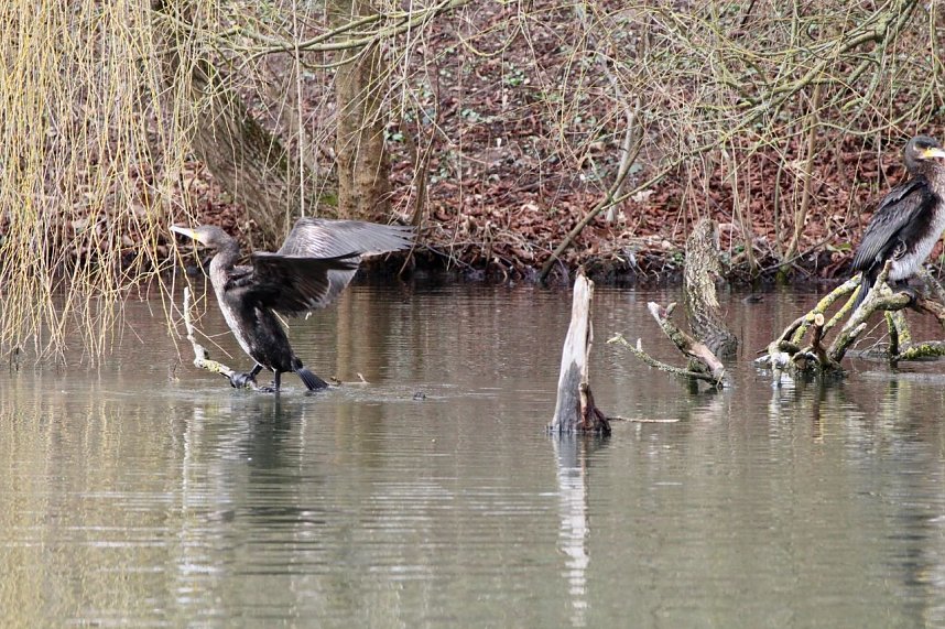 Kormorane in Nordhausen im Stadtpark 