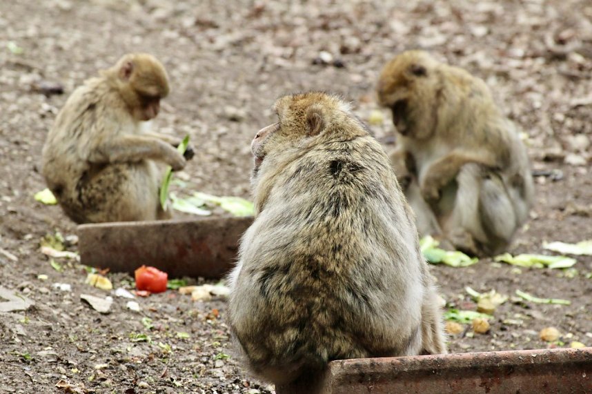 Besuch im Affenpark Strau&szlig;berg