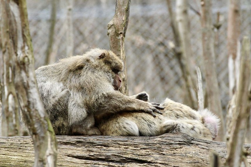 Besuch im Affenpark Strau&szlig;berg
