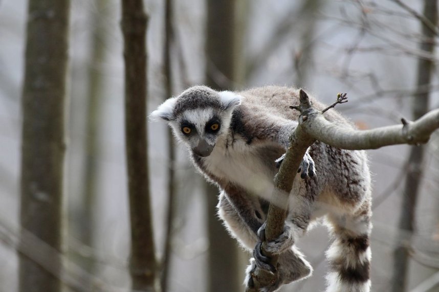 Besuch im Affenpark Strau&szlig;berg