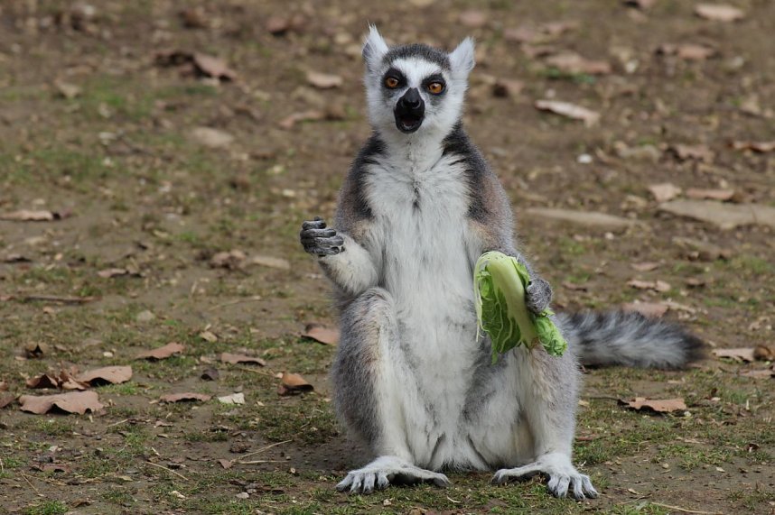 Besuch im Affenpark Strau&szlig;berg