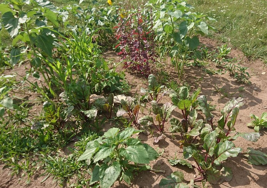 Projekt Essbare Stadt