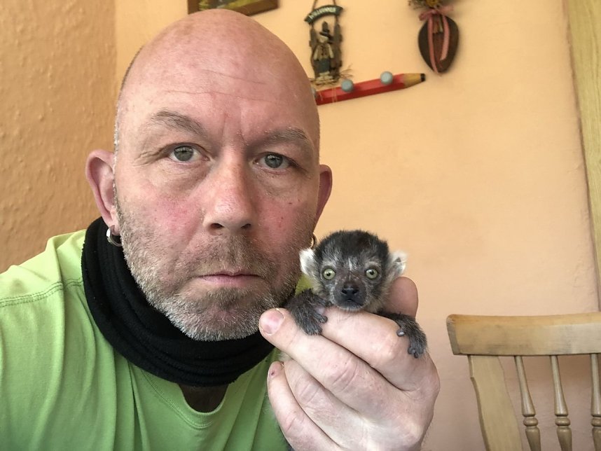 Lemuren-Baby Floyd musste ums &uuml;berleben k&auml;mpfen, schl&auml;gt sich aber wacker