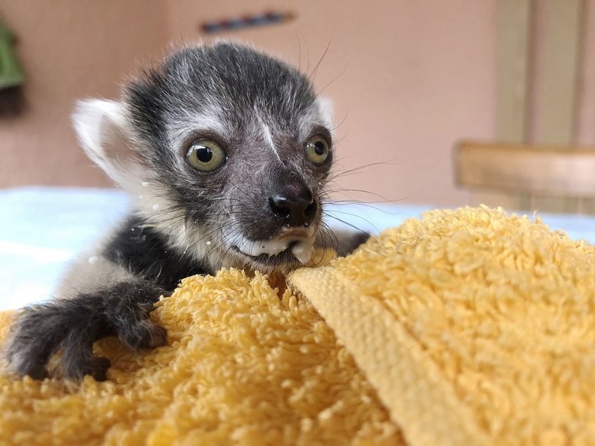 Lemuren-Baby Floyd musste ums &uuml;berleben k&auml;mpfen, schl&auml;gt sich aber wacker