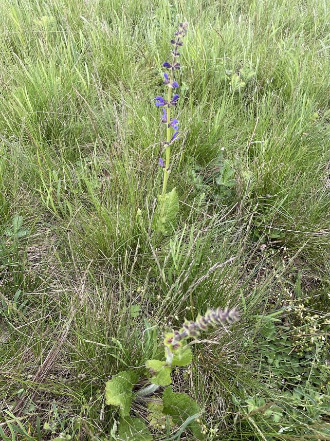 Wiese bei G&uuml;nserode im Kyffh&auml;userkreis