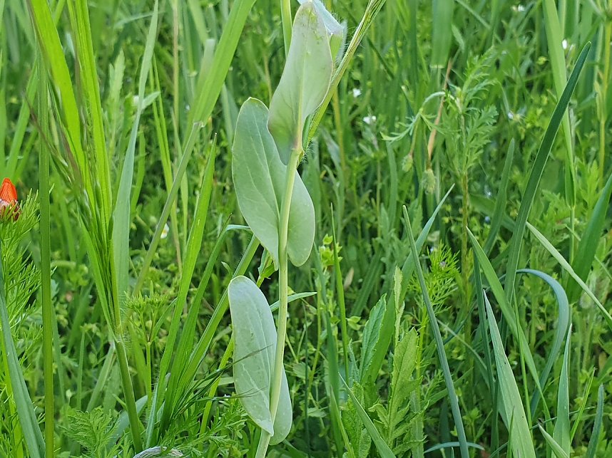 Seltene Funde am Ackerrand