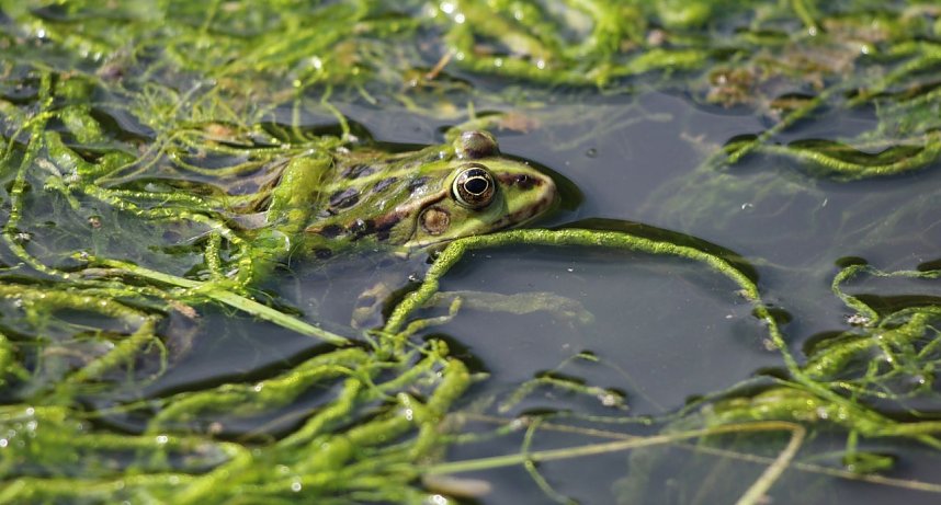 Wasserfrosch gut getarnt