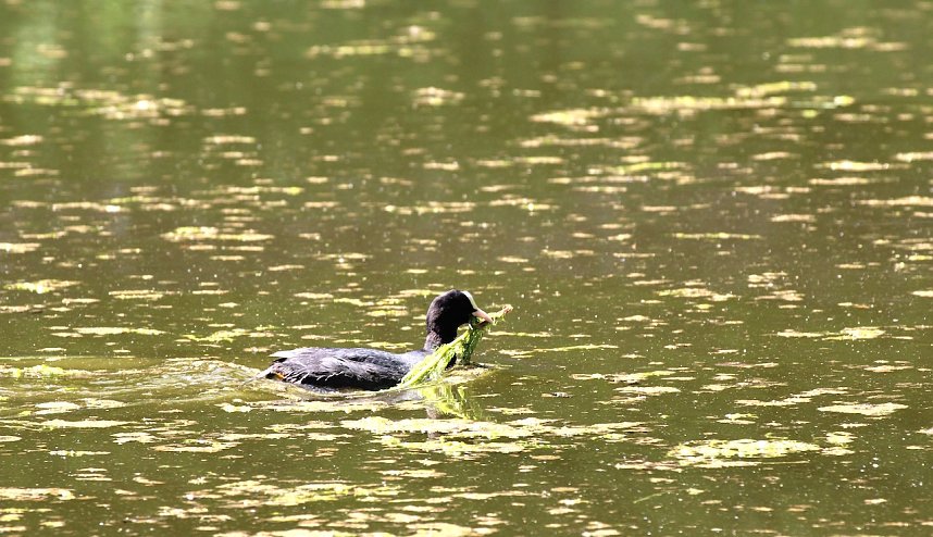 Bl&auml;sshuhn im Schlosspark in Sondershausen
