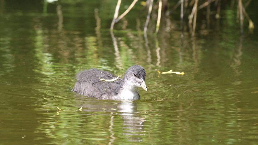 Bl&auml;sshuhnk&uuml;ken auf Futtersuche