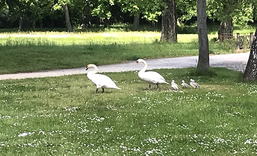 Schwanenpaar mit ihren Jungen