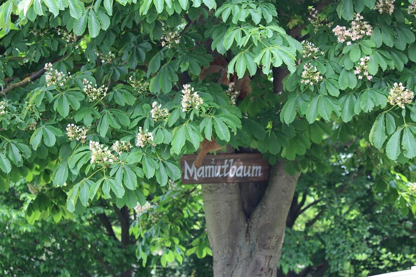 Manutbaum in Gro&szlig;furra