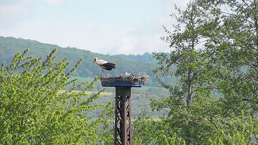 Tierische Schnappsch&uuml;sse rund um den Stausee Kelbra