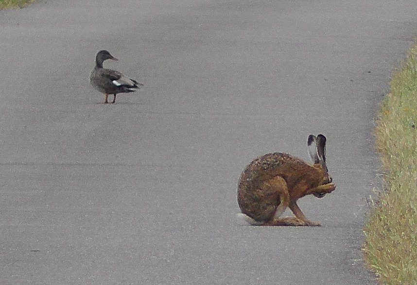 Tierische Schnappsch&uuml;sse rund um den Stausee Kelbra