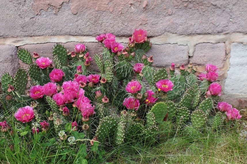 Sonntagsbesuch in der Orangerie in Bendeleben