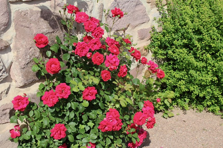 Sonntagsbesuch in der Orangerie in Bendeleben
