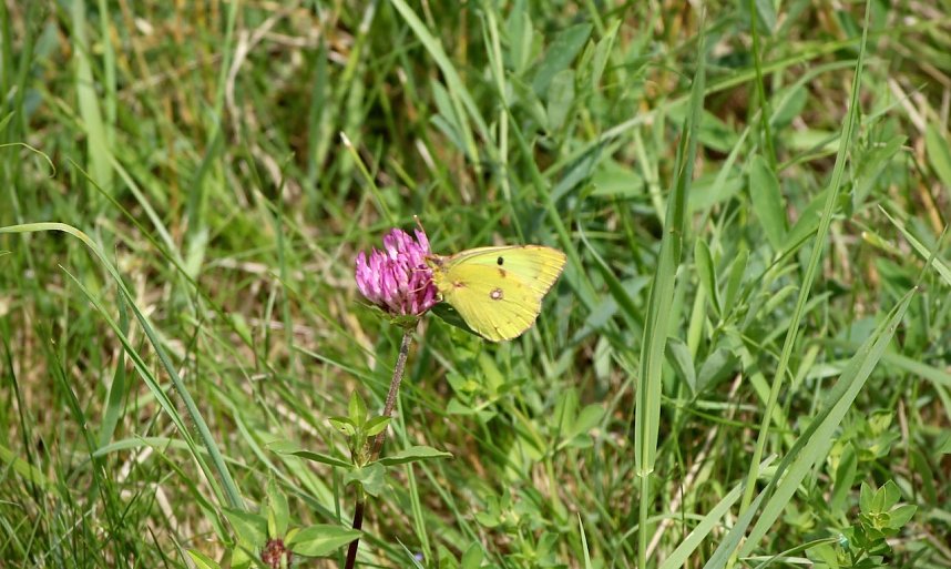 M&auml;nnlicher Zitronenfalter