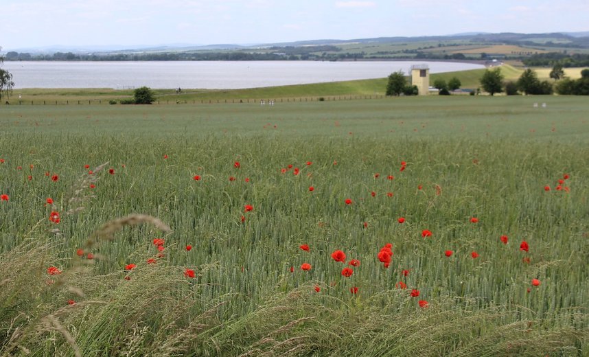 Klatschmohn am Stausee Kelbra