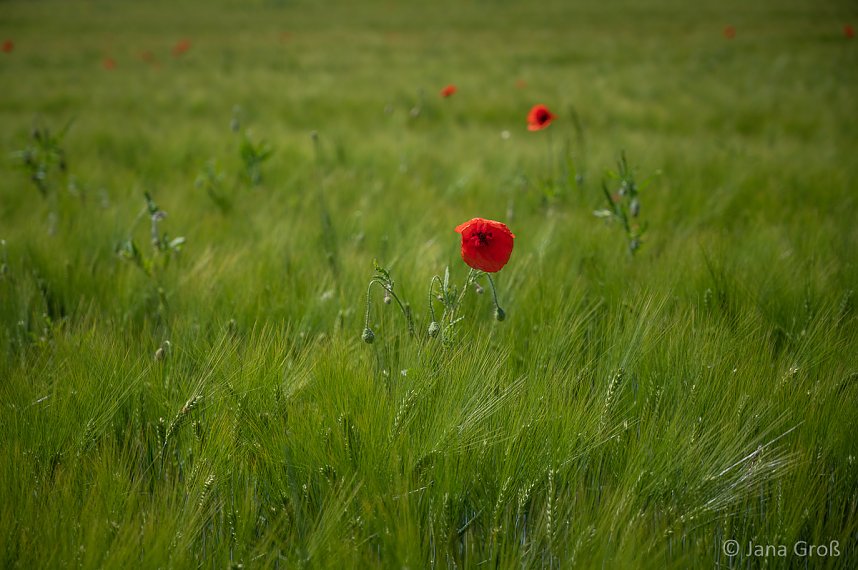 Fotografischer Vorgeschmack auf die Foto-Fahrrad-Wipper-Tour