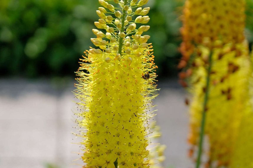 Kr&ouml;nung der Rosenk&ouml;nigin in Sangerhausen