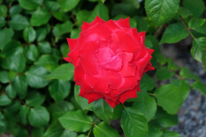 Kr&ouml;nung der Rosenk&ouml;nigin in Sangerhausen