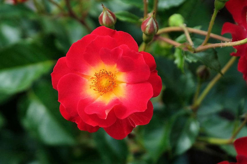 Kr&ouml;nung der Rosenk&ouml;nigin in Sangerhausen