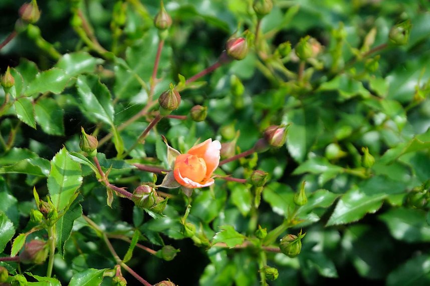 Kr&ouml;nung der Rosenk&ouml;nigin in Sangerhausen