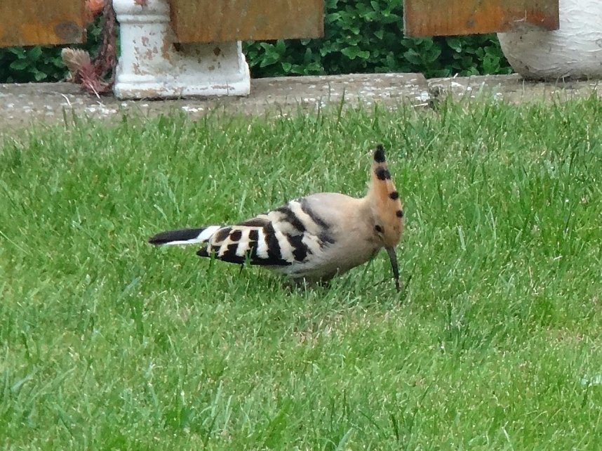 Wiedehopf f&uuml;ttert einen Jungvogel im Garten von Familie Severin