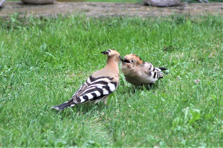 Wiedehopf f&uuml;ttert einen Jungvogel im Garten von Familie Severin