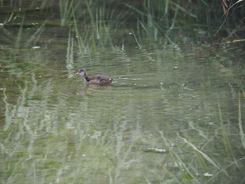 Spaziergang am Stausee