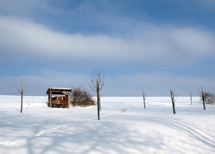 Wintergr&uuml;&szlig;e