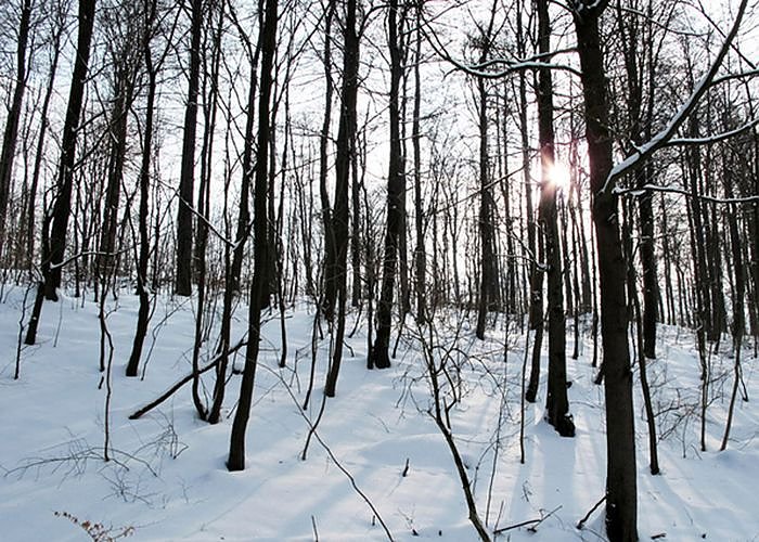 Wintergr&uuml;&szlig;e