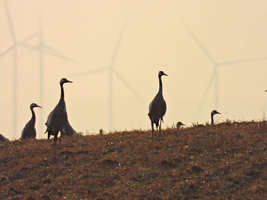 Kraniche am Stausee Kelbra