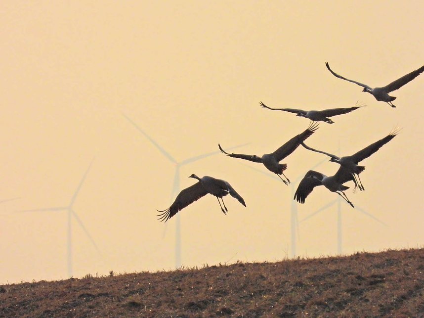 Kraniche am Stausee Kelbra