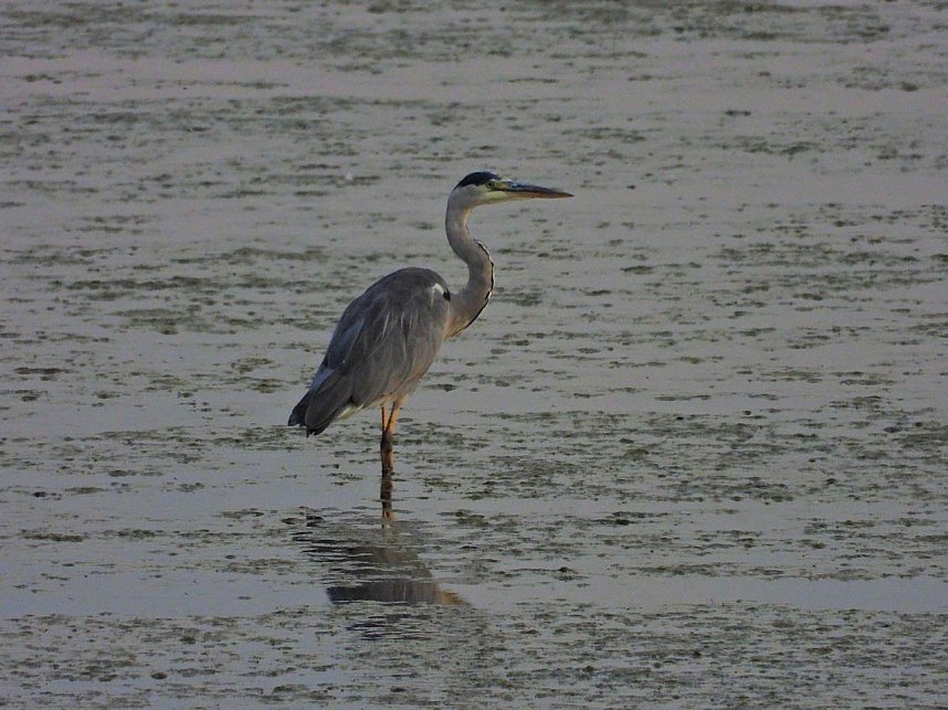 Kraniche am Stausee Kelbra