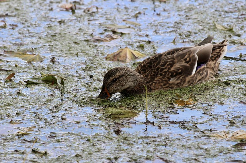 Wasserspiele und Abendlicht