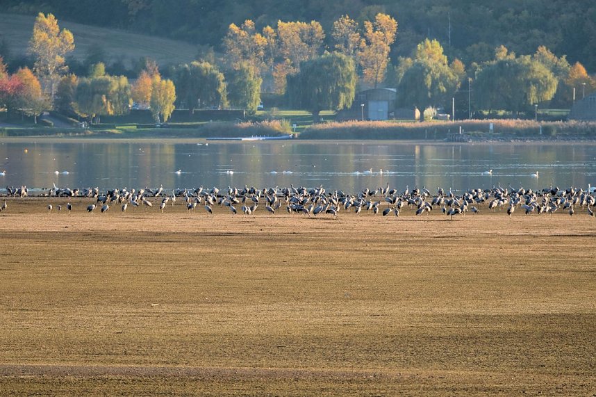 Kranichrast und Menschenauflauf