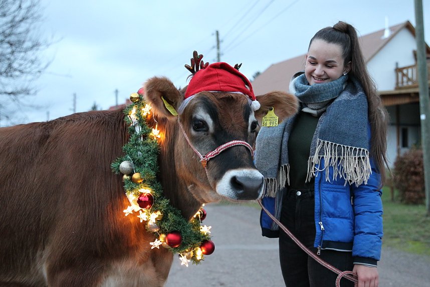 Adventsausflug mit dem Ochsen Tabaluga