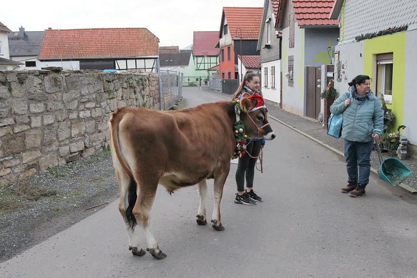 Adventsausflug mit dem Ochsen Tabaluga