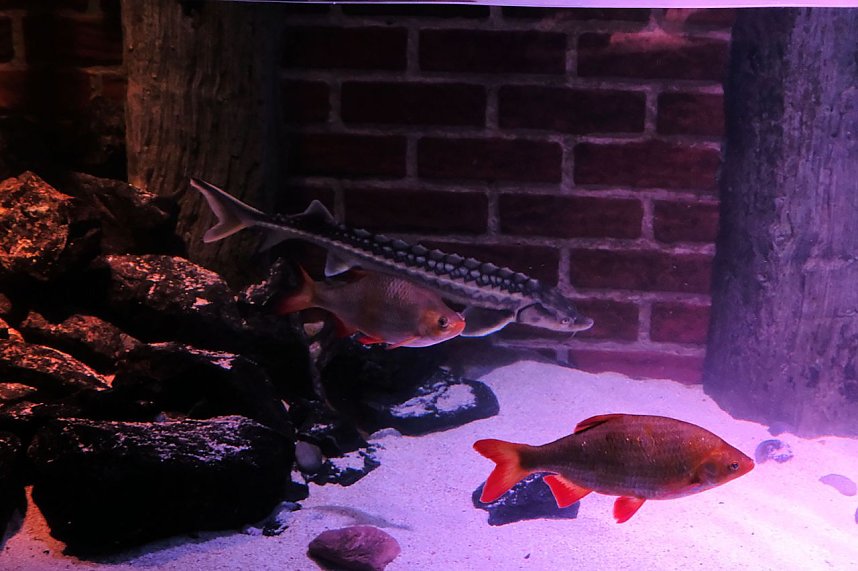 Jahreswechsel in der deutschen Hauptstadt