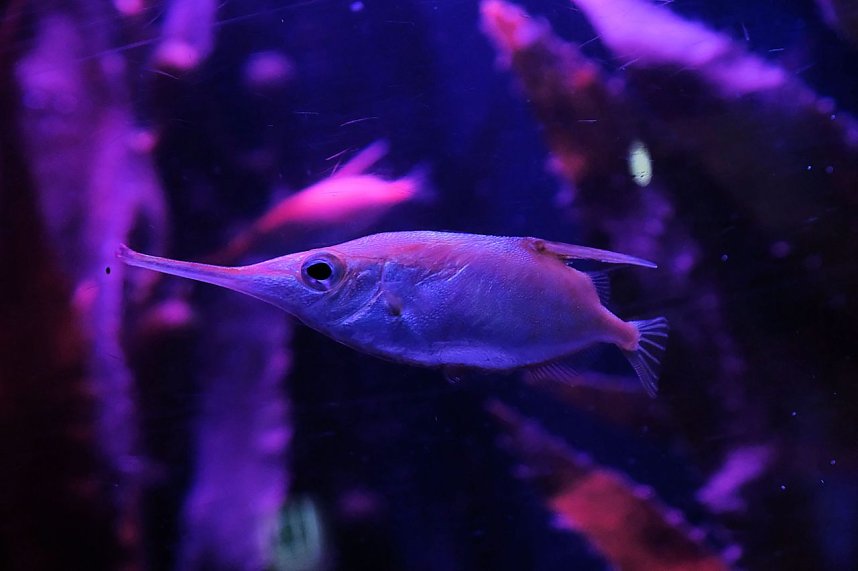 Jahreswechsel in der deutschen Hauptstadt