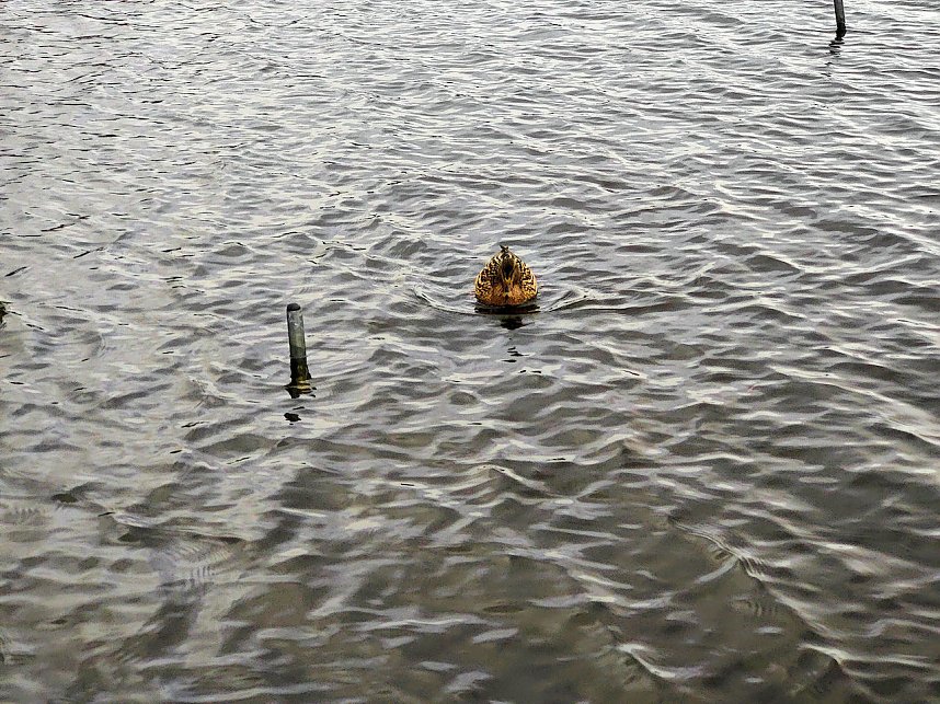 Sonntags in Stiege/Harz