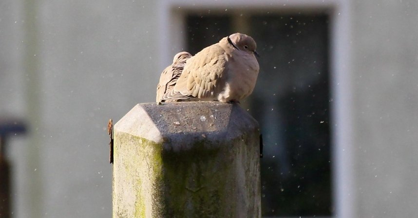 Taubenpaar im Winter