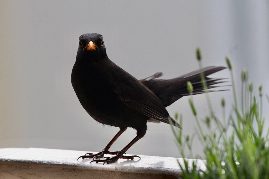 Amsel (Schwarzdrossel)