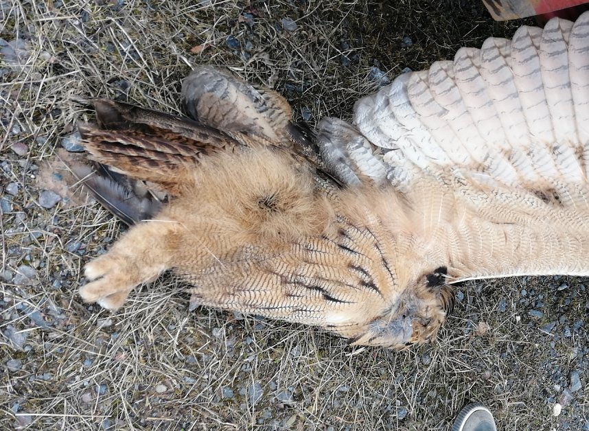 Toter Uhu bei Nentzelsrode