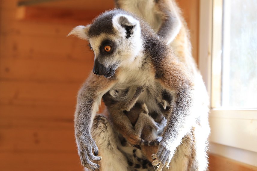 Kattaweibchen adoptiert fremdes Affenbaby