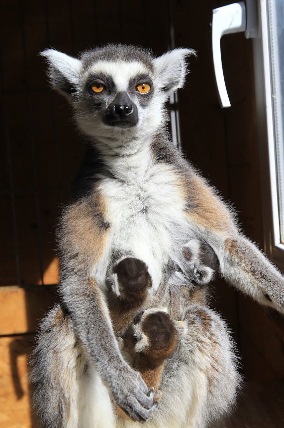 Kattaweibchen adoptiert fremdes Affenbaby